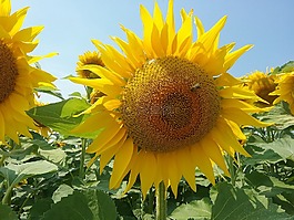 夏天,花,向日葵