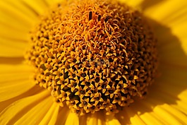 花,開花,廠