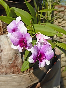 花,廠,性質(zhì)