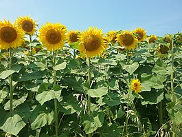 夏天,花,向日葵