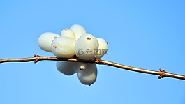 白,作物,冬季