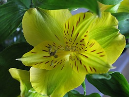 花,虹膜,黄色