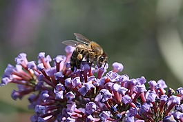 蜜蜂,開花,花