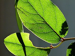 葉子,背光,綠色
