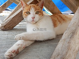 宠物,加塔,休息