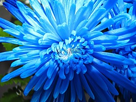 花,藍色,性質(zhì)