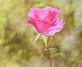 玫瑰,花,開花