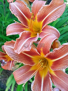 百合,花,紅色