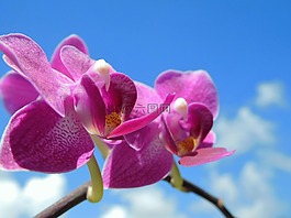 蘭花,紫色花,植物