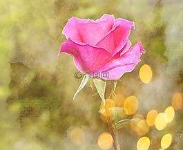 玫瑰,花,開花