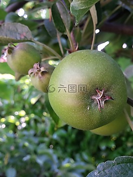 蘋果,綠色,性質(zhì)
