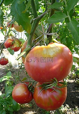 蕃茄,蔬菜,花園