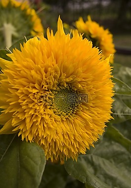 向日葵,黃色,花