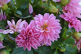 鮮花,花,如花