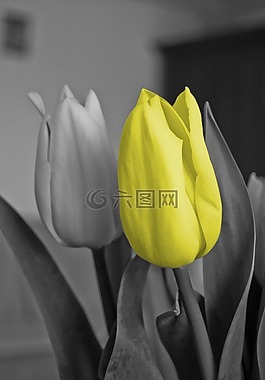 郁金香,黃色,花