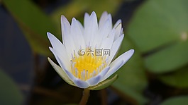 蓮花,性質(zhì),花