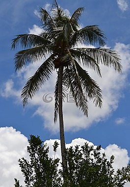 棕櫚,樹(shù),夏天