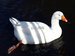 鵝,鳥,家禽