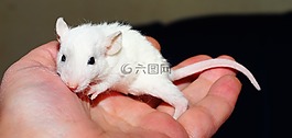 可愛,小,動物