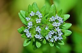 性質(zhì),花,鮮花
