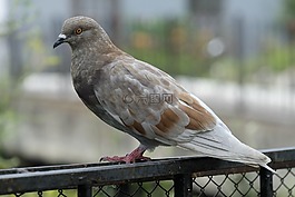 鴿子,鳥,羽毛比賽