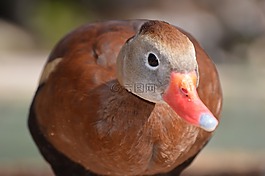 鴨,鳥,動(dòng)物