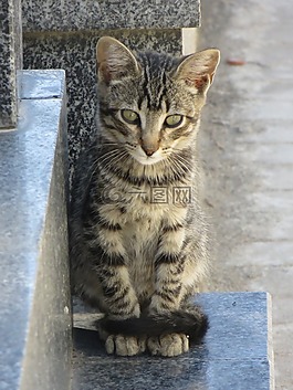 貓,寵物,動物