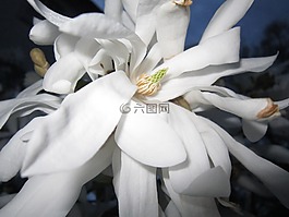 開花,白,白花
