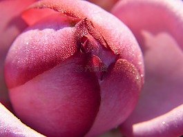 玫瑰,開花,芽