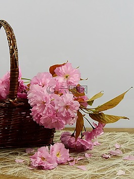 鮮花,盛開(kāi),粉紅色