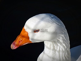 鵝,鳥,家禽