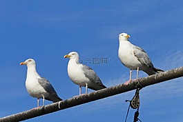 海鷗,海,鳥