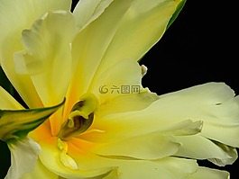 鮮花,盛開,花