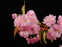 鮮花,盛開(kāi),粉紅色
