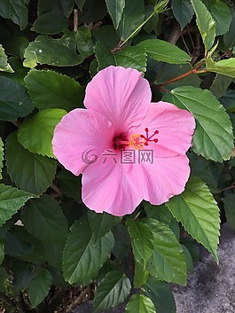 花,盛開,粉紅色