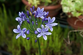 agapanthus,紫,紫色的花