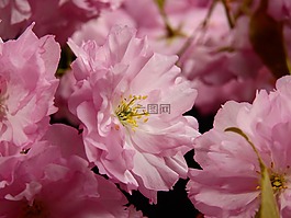 鮮花,盛開,粉紅色