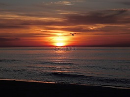 太陽,海鷗,余輝