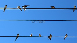 吞,鳥類,線