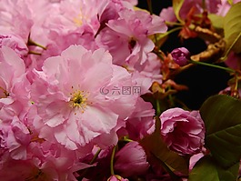 鮮花,盛開,粉紅色