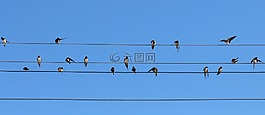 吞,鳥類,線