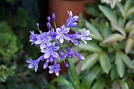 agapanthus,性質(zhì),紫色的花