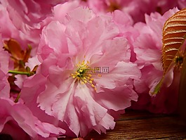 鮮花,盛開(kāi),粉紅色