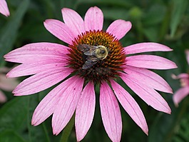 松果菊,花,粉红色