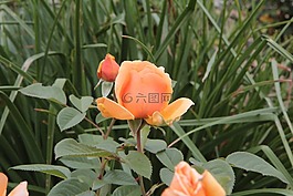 花,粉色,橙花