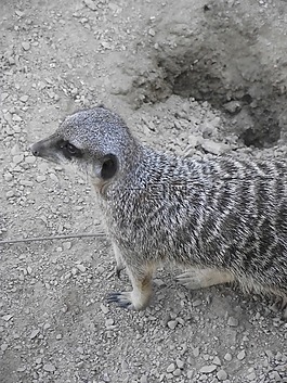 貓鼬,野生,動(dòng)物園