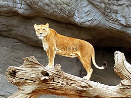 母獅,獅子,貓