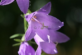 花,宏,關(guān)閉