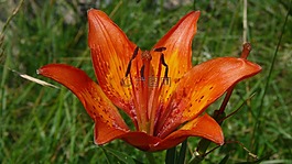莉莉,花,性質(zhì)