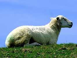 羊,女性,動物